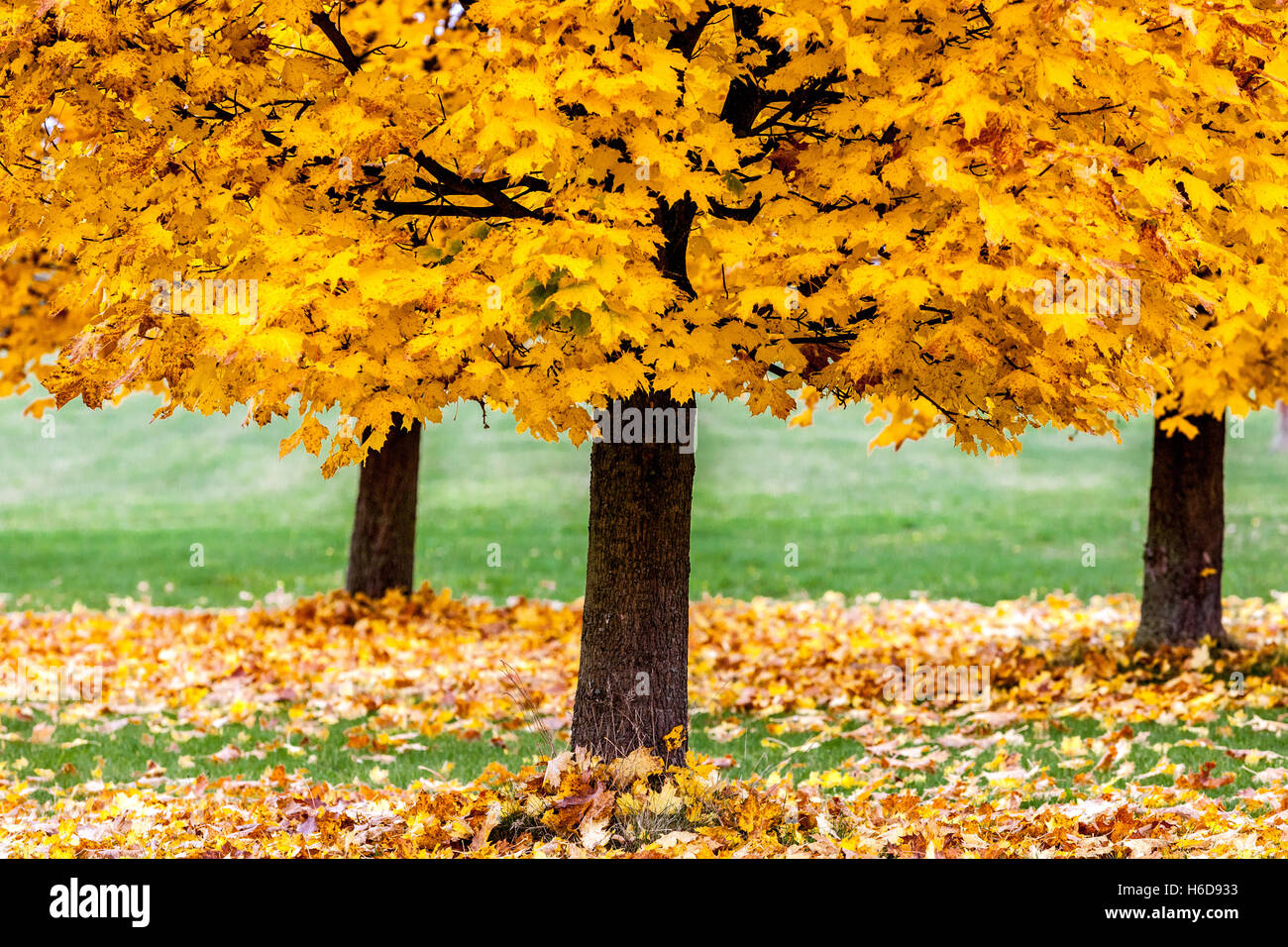 Norvège érable Acer platanoides dans les feuilles d'automne sur le masse Banque D'Images