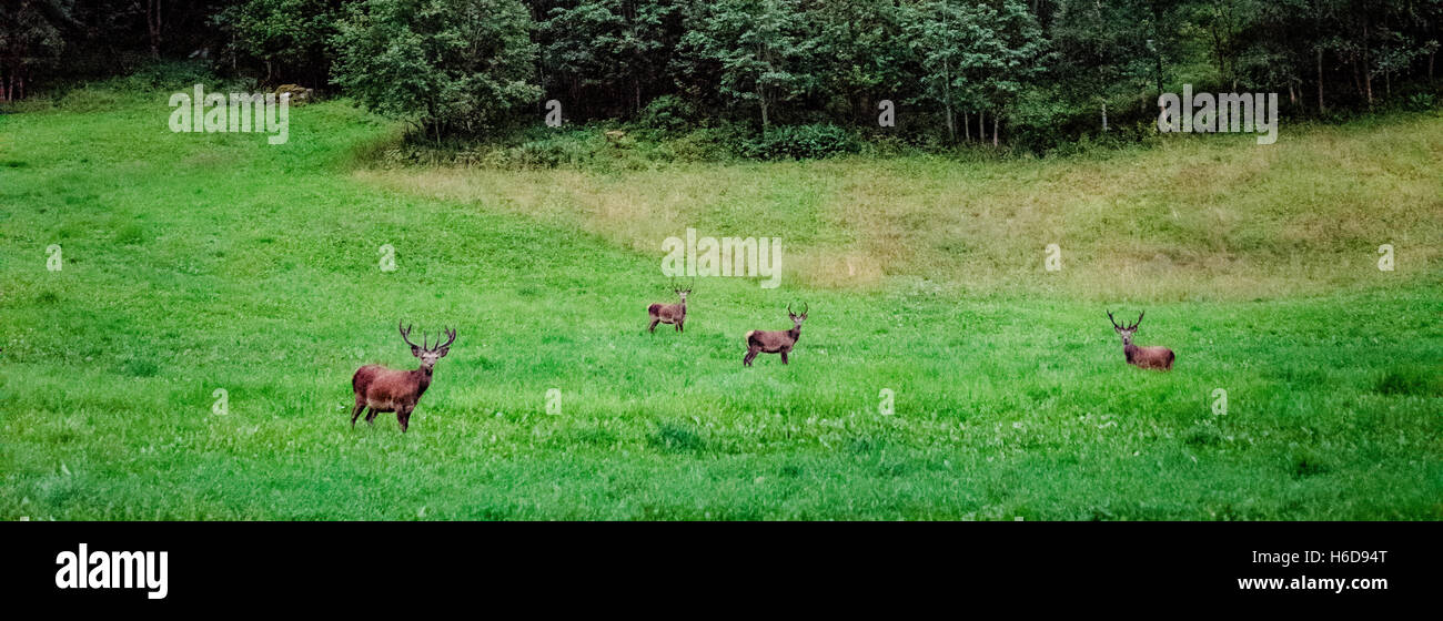 Quatre cerfs broutent dans les prés en Hjelle, la Norvège. Banque D'Images