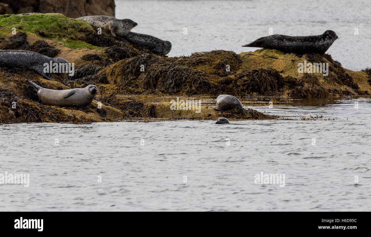 Les phoques gris assis sur un rocher. Banque D'Images