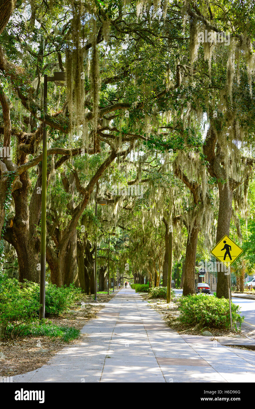 Une longue vue vers le bas trottoir bordé de Chênes couverts de mousse espagnole près de Park à Savannah, GA Banque D'Images
