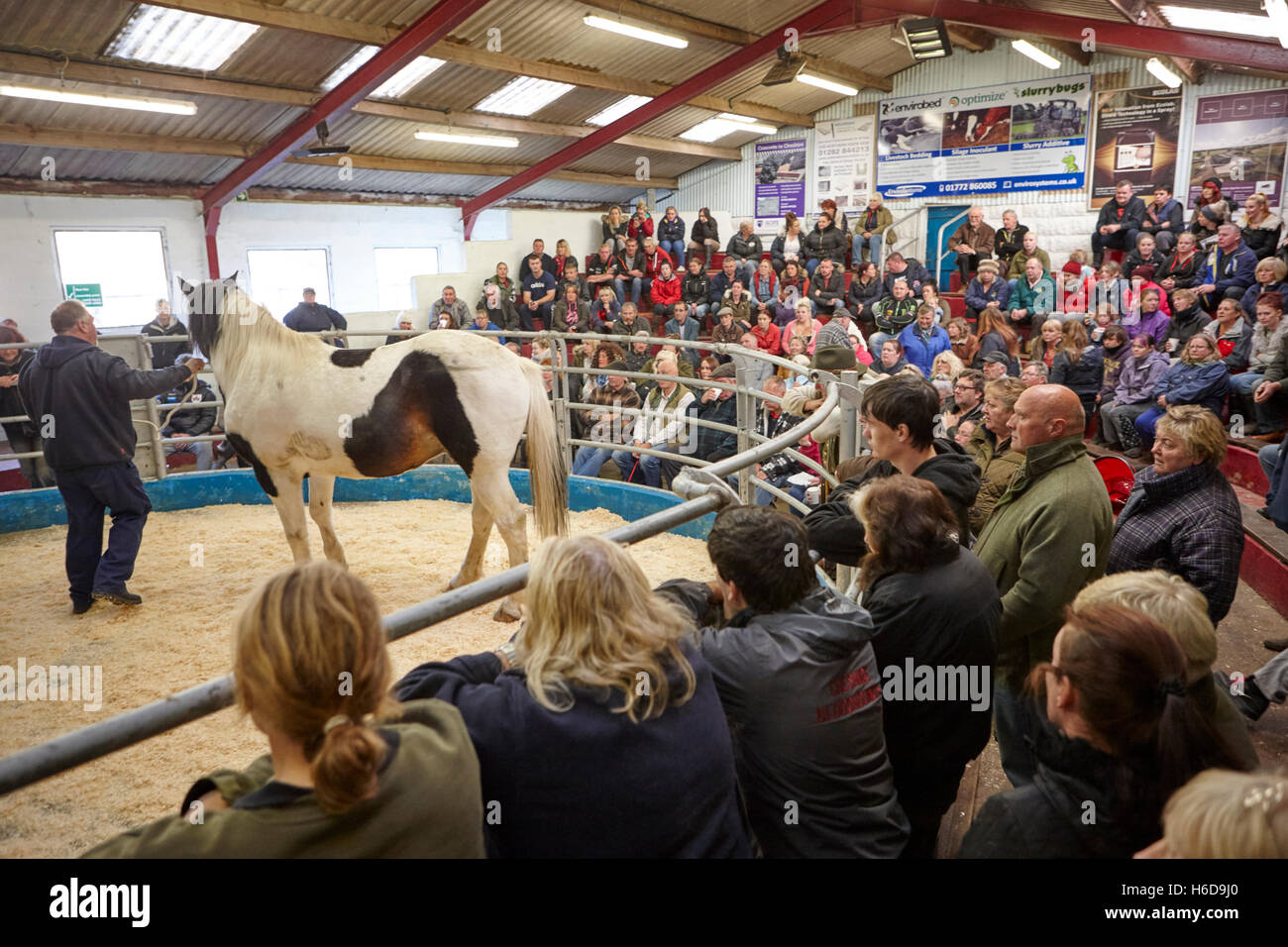 Foire du cheval local encan à un marché en Angleterre au Royaume-Uni Banque D'Images
