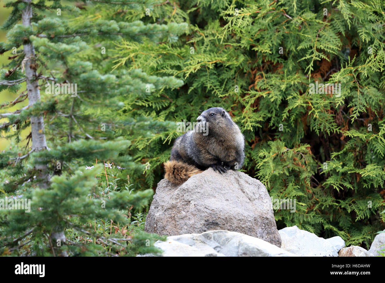 La marmotte à Mount Rainier National Park Washington Banque D'Images