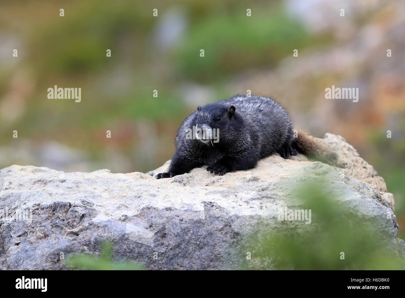 La marmotte à Mount Rainier National Park Washington Banque D'Images