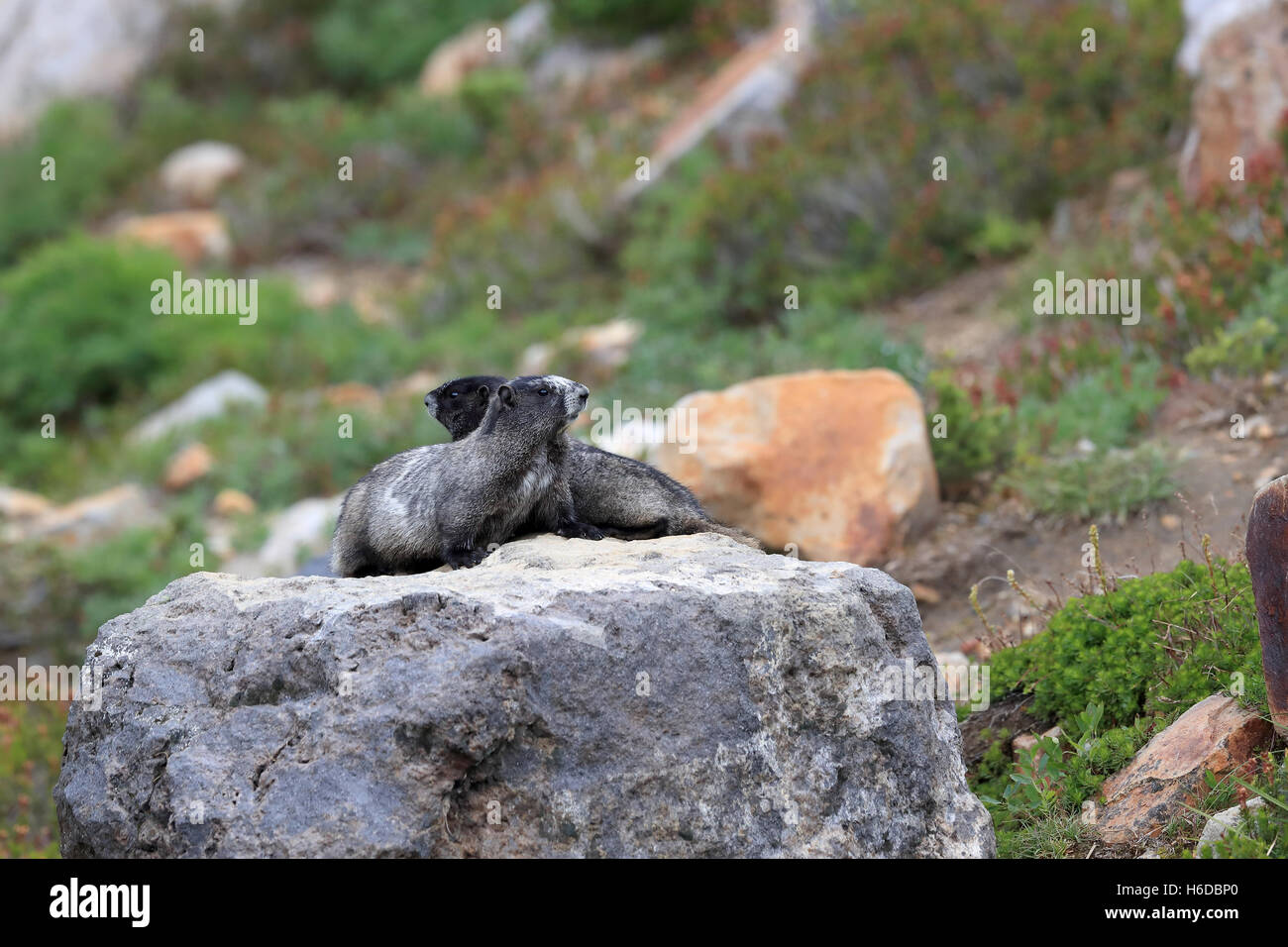 La marmotte à Mount Rainier National Park Washington Banque D'Images