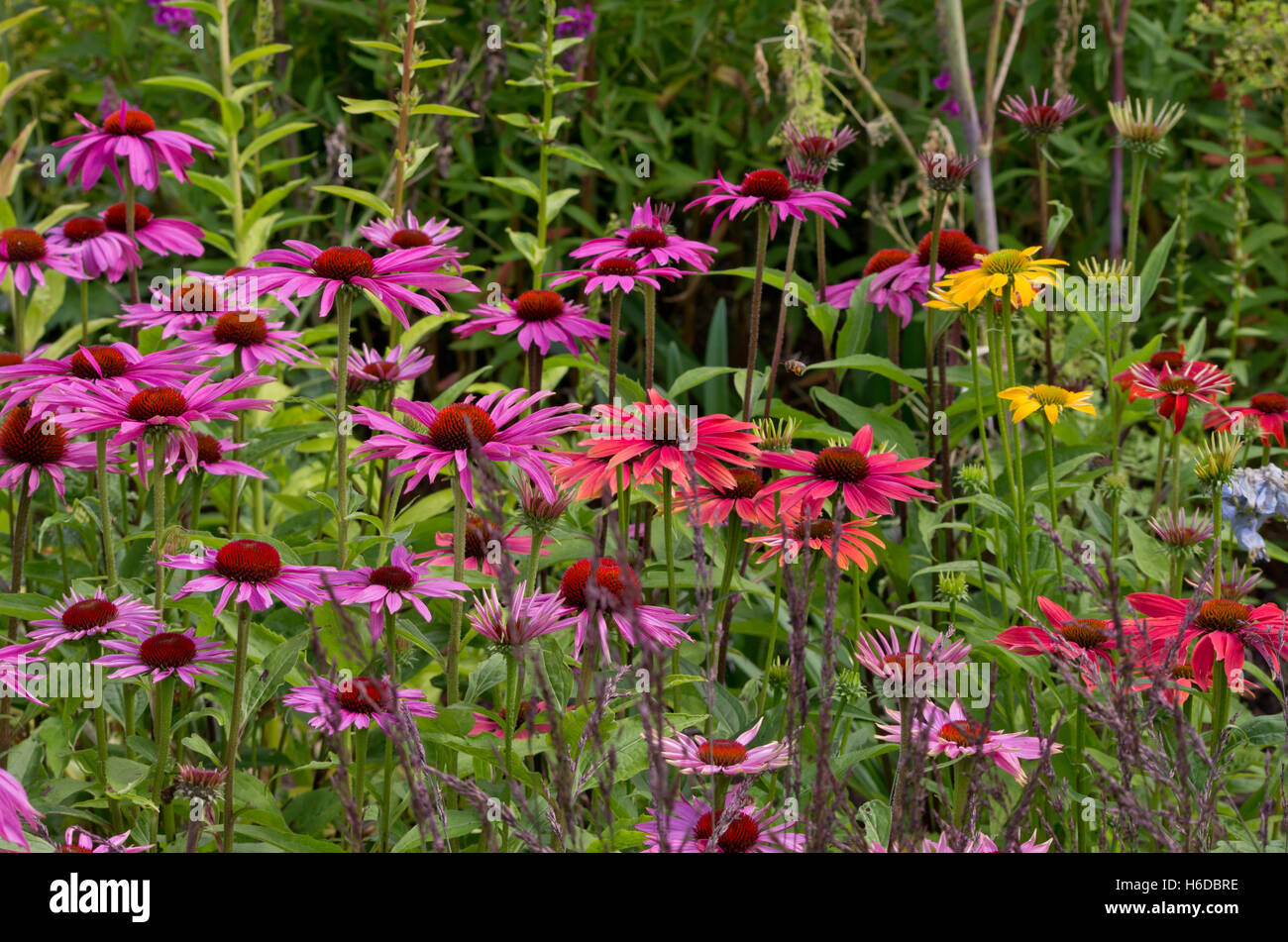 Echinacea Cheyenne Spirit Banque D'Images