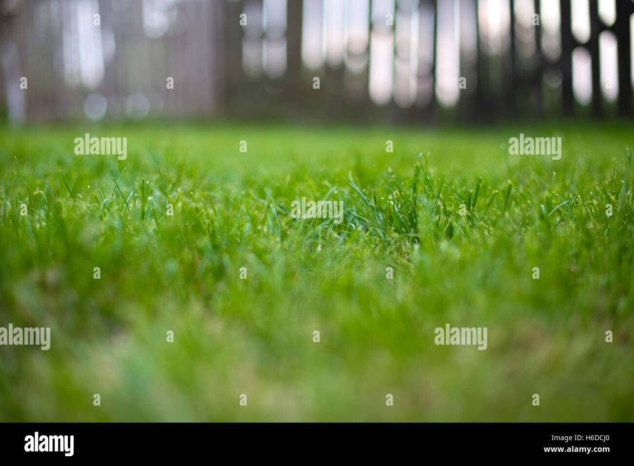 Close up of green grass field avec clôture en bois en arrière-plan, le printemps et l'été vintage concept Banque D'Images