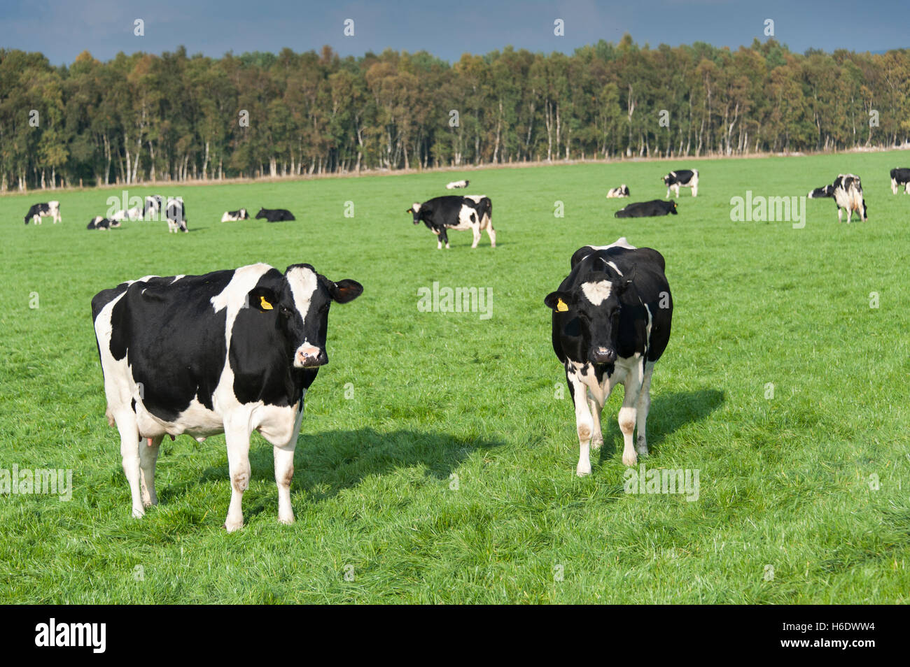 Les vaches laitières Holstein en pâturage, Cumbria, Royaume-Uni. Banque D'Images