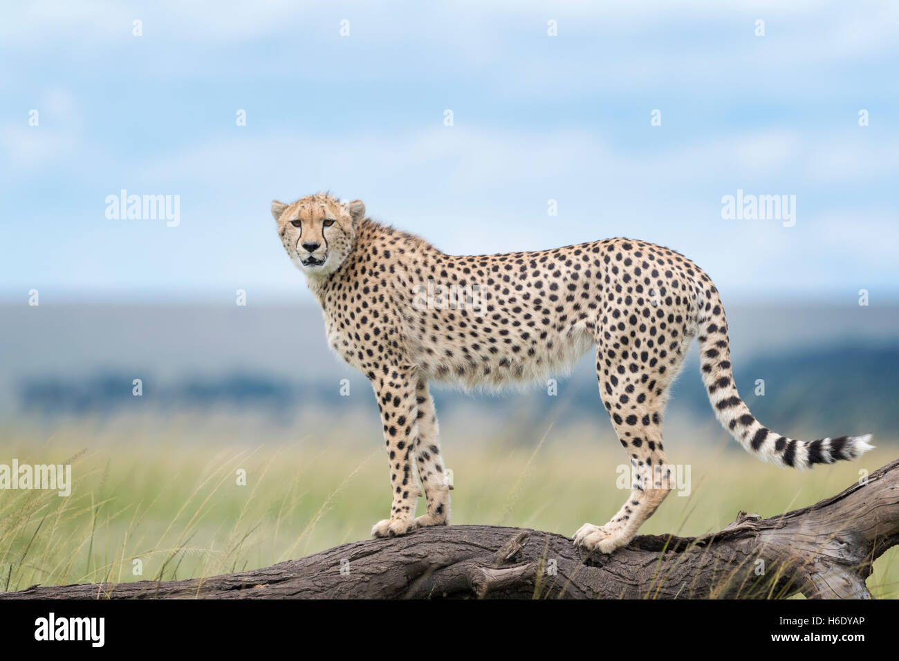 Cheetah (Acinonix jubatus) Comité permanent sur l'arbre tombé, Maasai Mara National Reserve, Kenya Banque D'Images