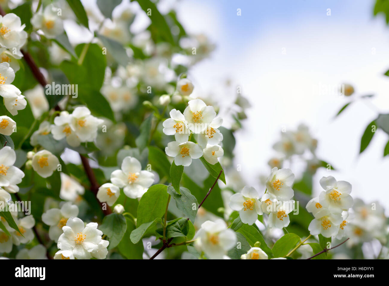 Vintage fleurs de jasmin foisonnent sur le buisson au lever du soleil dans le jardin. Banque D'Images