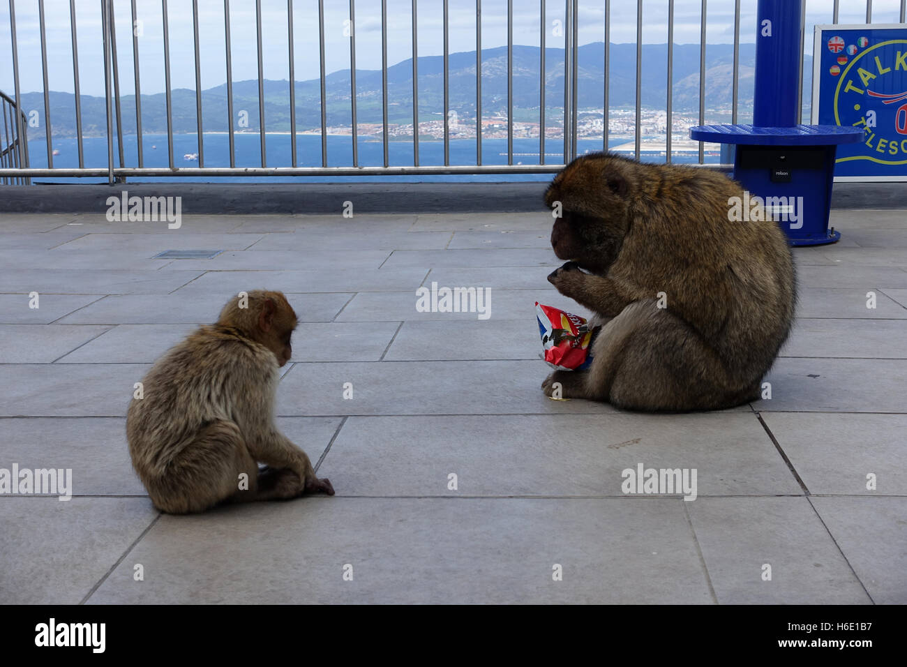 Singes au sommet du rocher de Gibraltar de manger un paquet de chips Banque D'Images