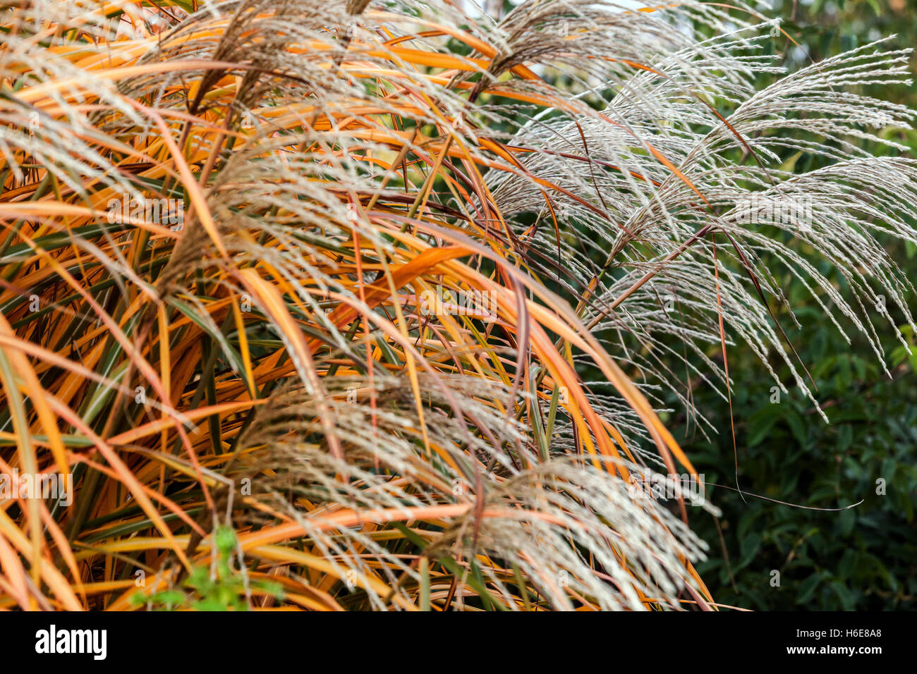 Miscanthus sinensis 'Positano' Chinois argent herbe automne herbe ornementale Banque D'Images
