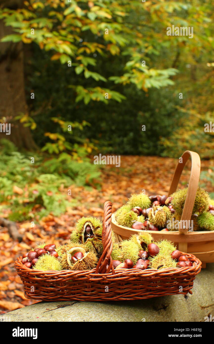 Nourriture fraîchement châtaignes (castanea sativa), y compris certains dans leur enveloppe épineuse, dans une ancienne forêt dans le Yorkshire, UK Banque D'Images