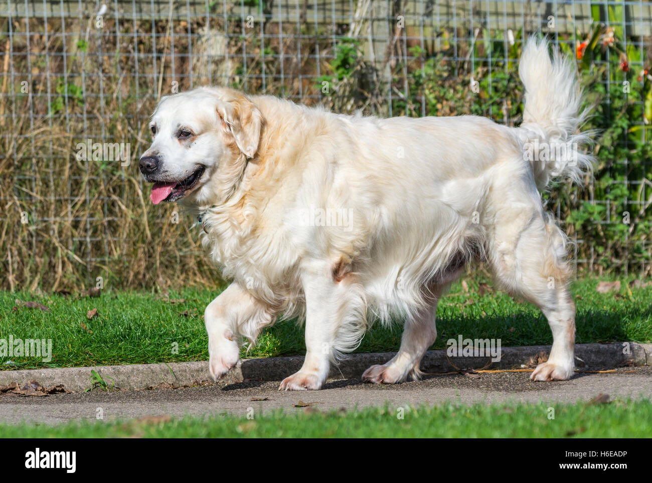 Vue latérale d'un vieux Golden Retriever dog marcher le long chemin d'un pays. Banque D'Images