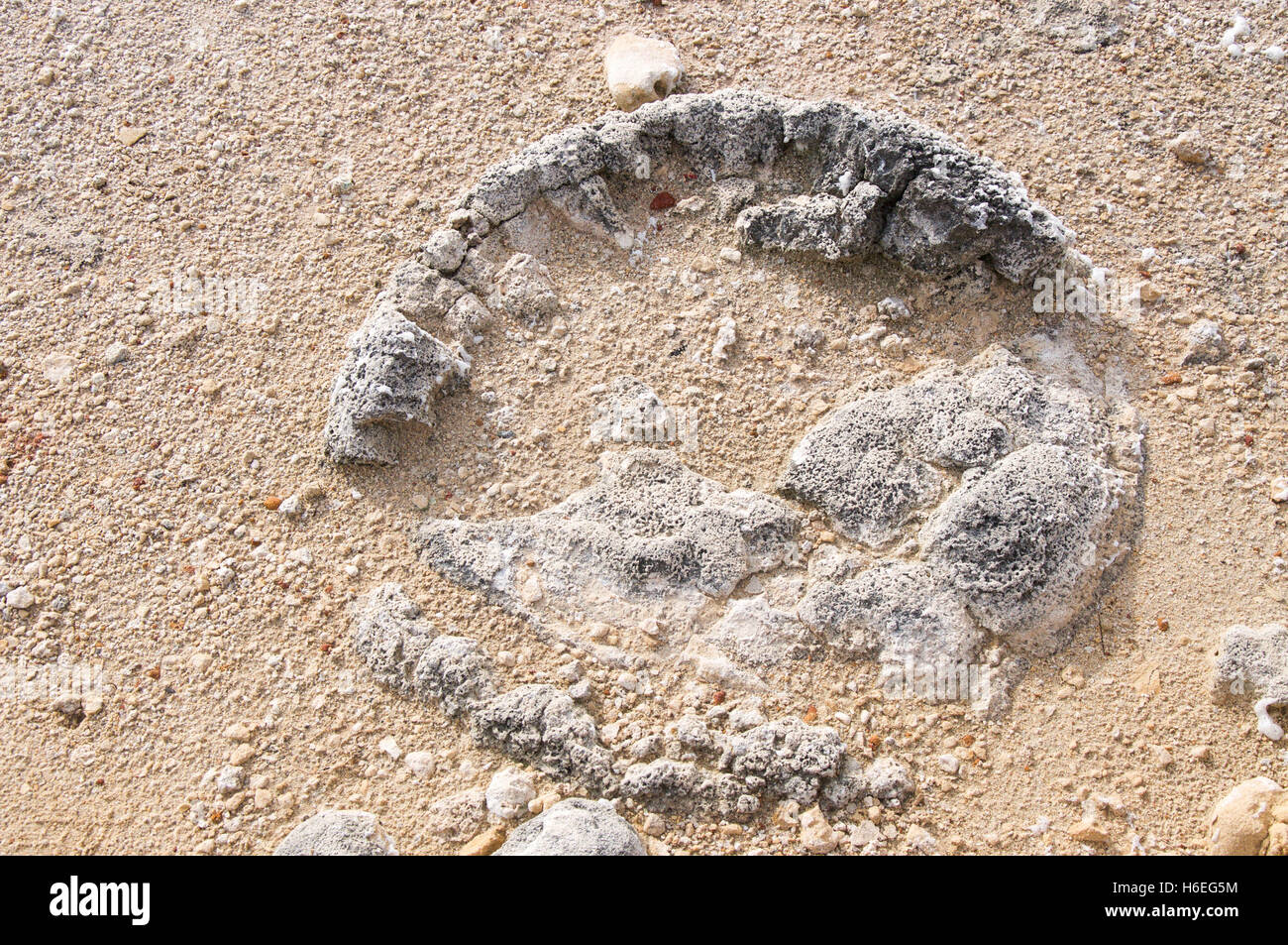 Stromatolithe fossiles marins, vivant, dans le lac Thetis des bancs de sable au cours d'une sécheresse dans la région de Cervantes, en Australie occidentale. Banque D'Images