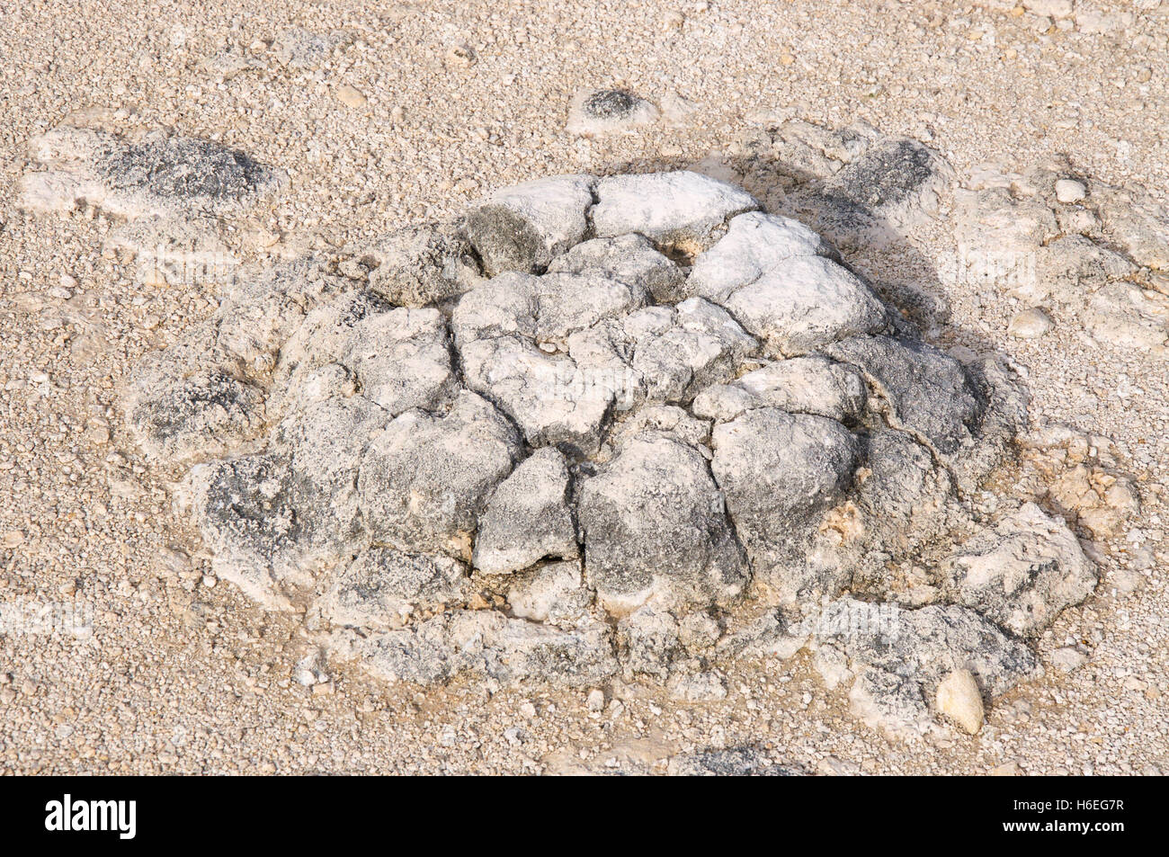 Stromatolithe fossiles marins, vivant, dans le lac Thetis des bancs de sable au cours d'une sécheresse dans la région de Cervantes, en Australie occidentale. Banque D'Images