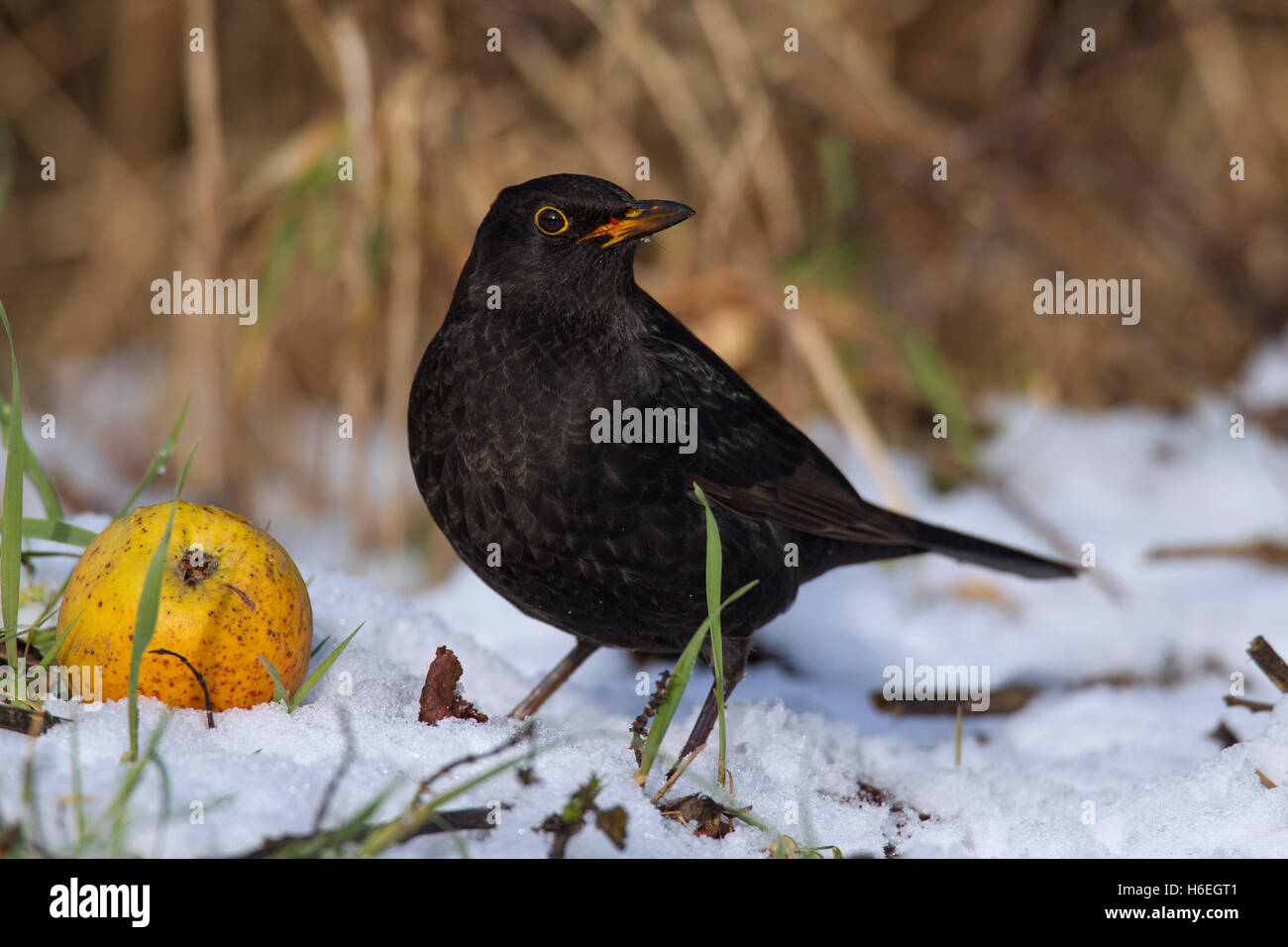 Merle noir (Turdus merula) hommes mangeant de tombé dans l'apple de la neige en hiver Banque D'Images