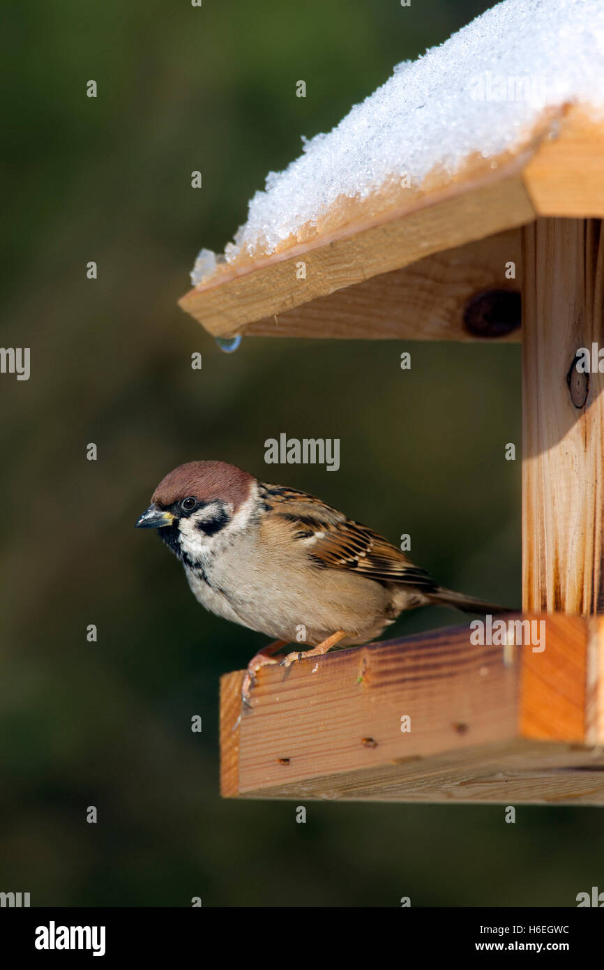 Canard souchet (passer montanus) se nourrissant de graines de mangeoire pour oiseaux dans la neige en hiver Banque D'Images