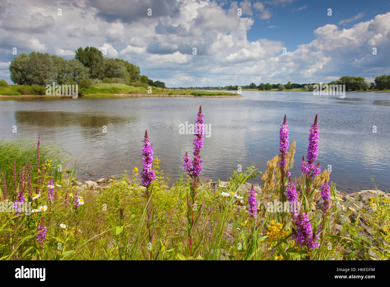 La salicaire en fleur dans le paysage de l'UNESCO Réserve de la biosphère de l'Elbe en été, Basse-Saxe, Allemagne Banque D'Images