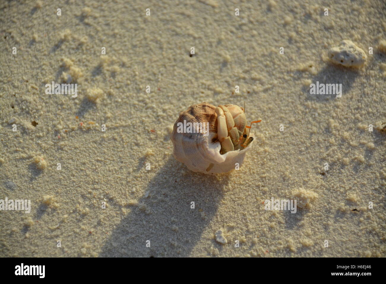 L'ermite de Shell Beach Sand Banque D'Images