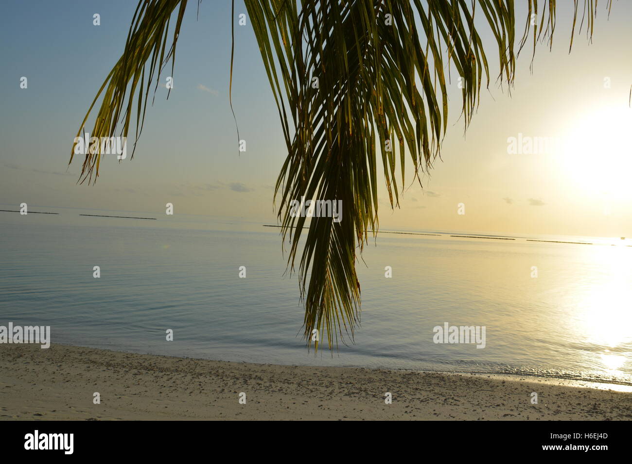 Palmier coucher soleil océan plage Maldives Banque D'Images