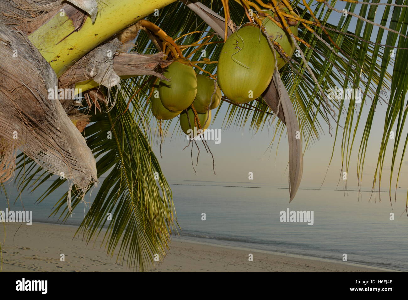 Coconut palm tree coucher soleil océan plage Maldives Banque D'Images