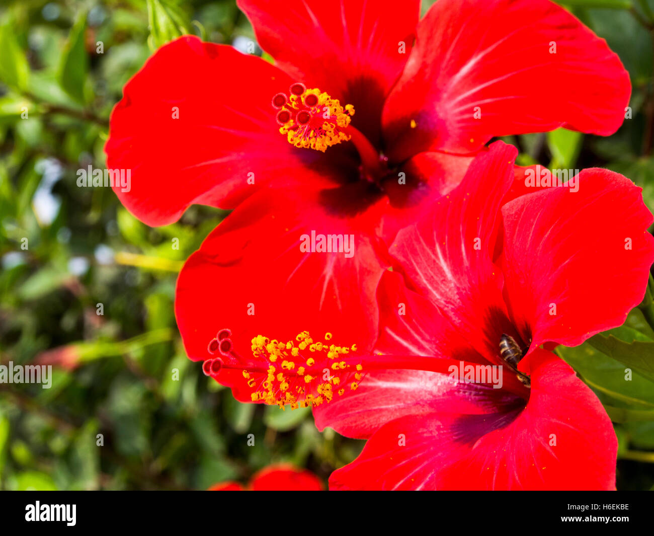 Hibiscus rouge fleur dans un jardin. Mijas. Costa del Sol, Malaga province. Andalousie Espagne. L'Europe Banque D'Images Hibiscus rouge fleur dans un jardin. Mijas. Costa del Sol, Malaga province. Andalousie Espagne. L'Europe Banque D'Images