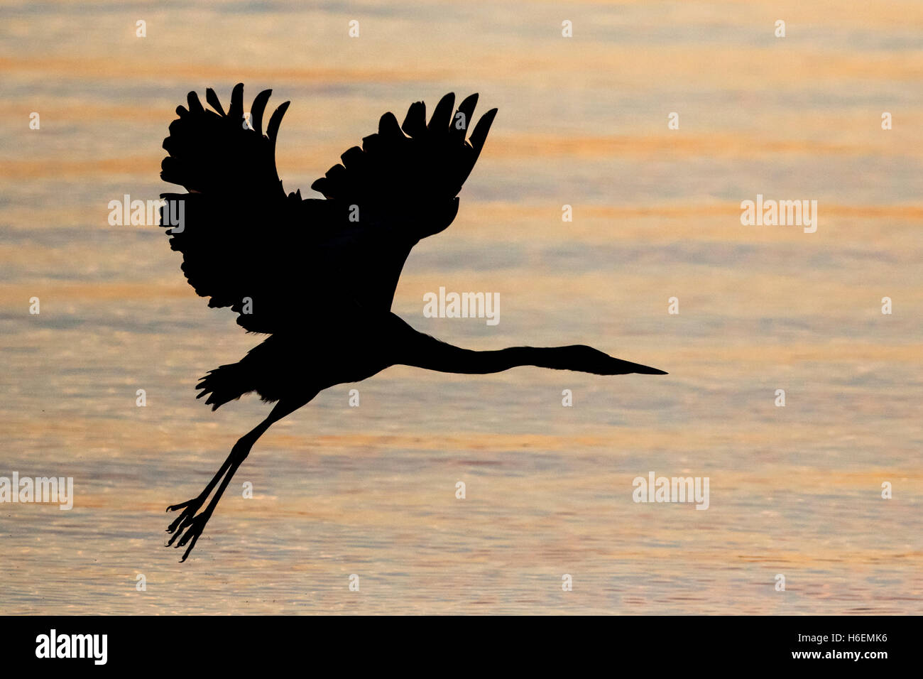 Grand héron Ardea herodias, silhouette d'oiseaux pendant le lever du soleil. Oiseau en vol. Banque D'Images
