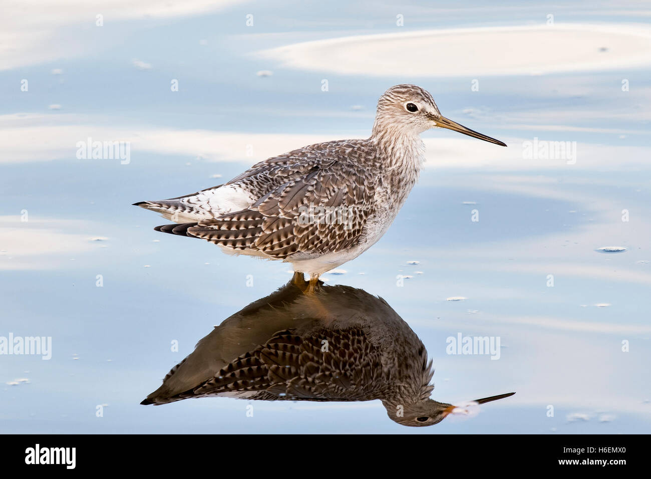 Les Bécasseaux maubèche, Tringa melanoleuca, jaune plus d'oiseaux de rivage, les jambes, l'alimentation en étang dans l'état de Washington, Puget Sound. Banque D'Images
