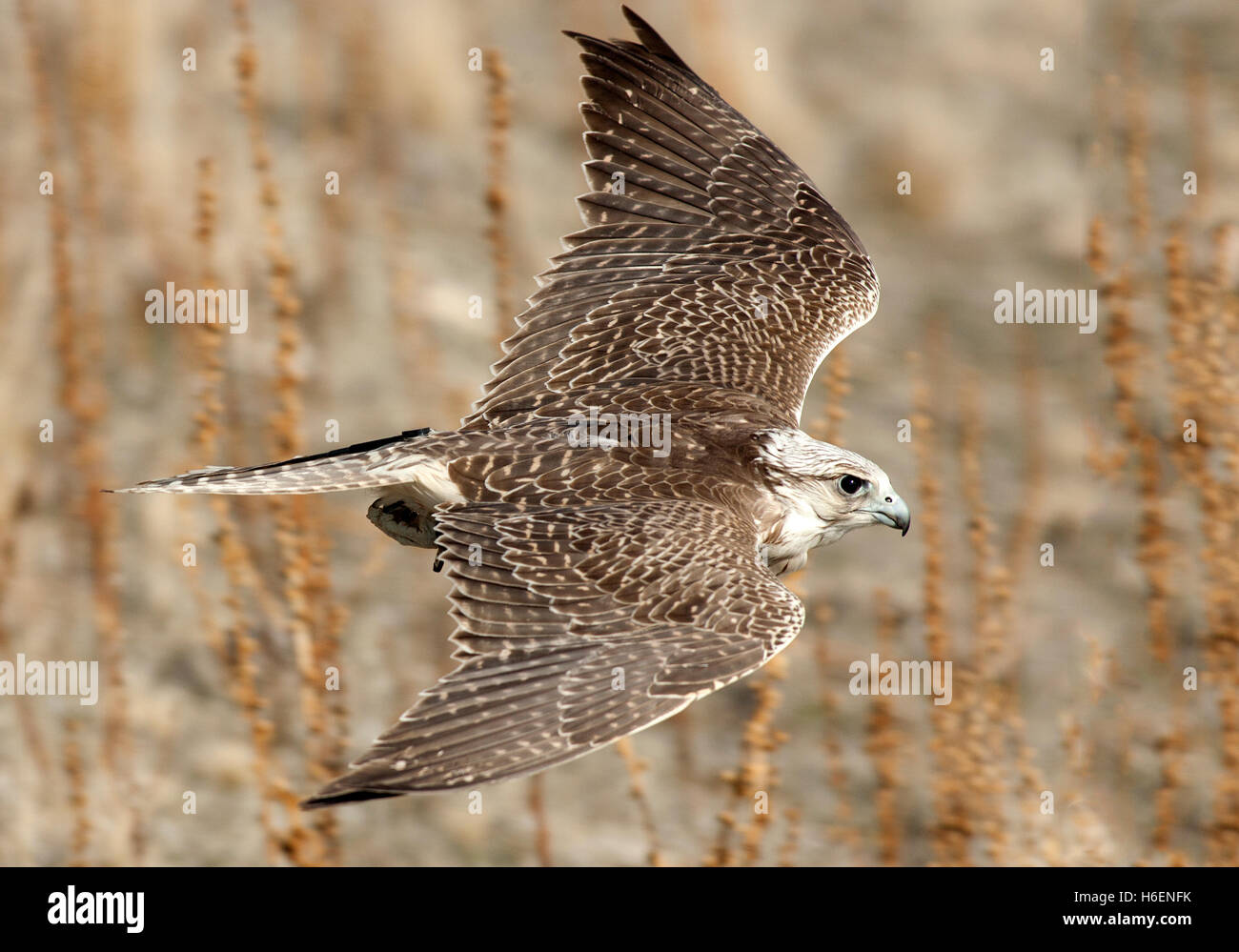 Faucon gerfaut Banque de photographies et d’images à haute résolution ...