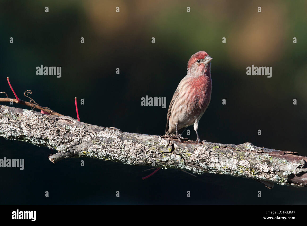 Curieuse maison perchoirs finch sur la branche en automne Banque D'Images