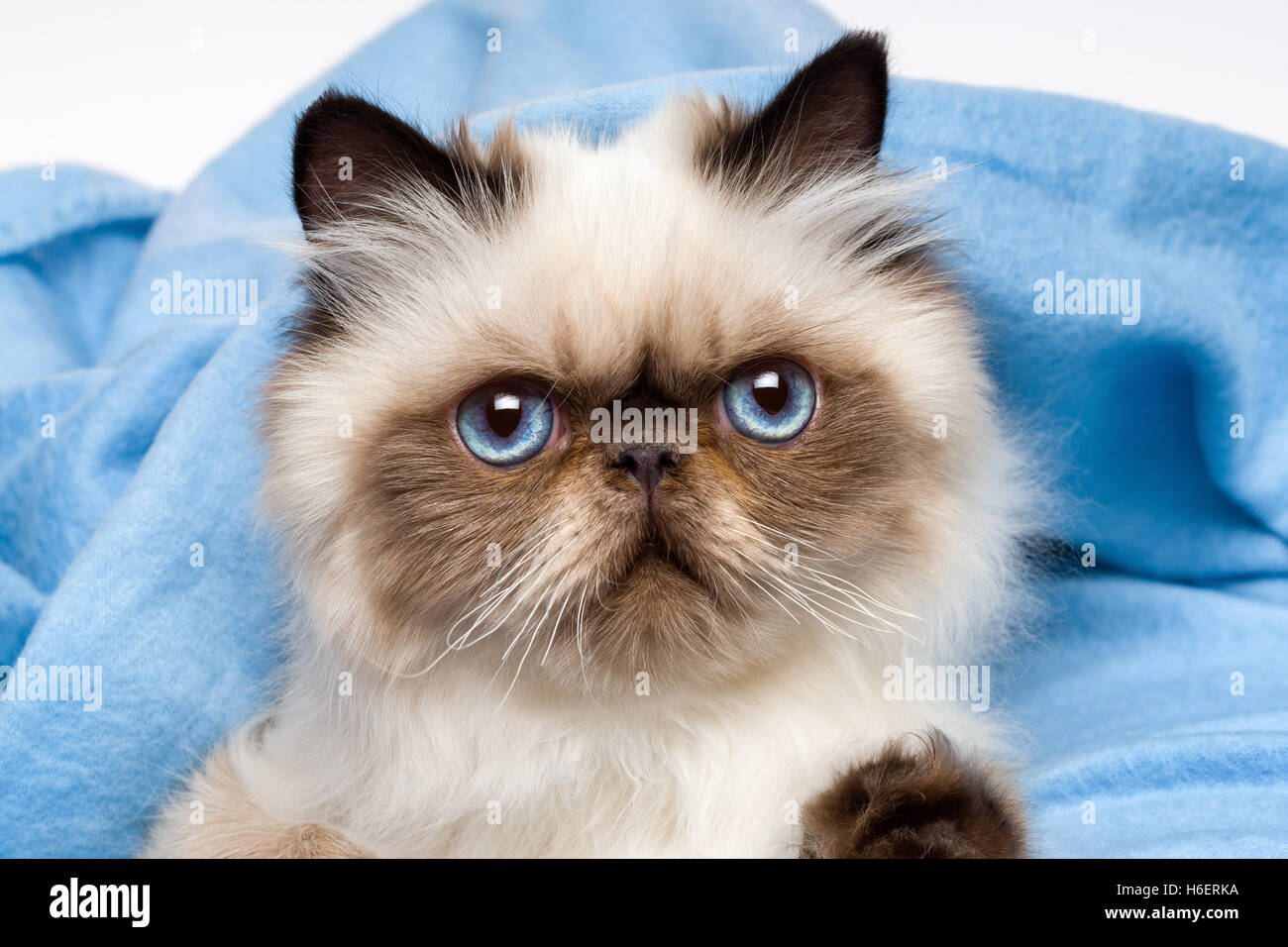 Chat Domestique Persan Blanc Aux Yeux Bleus Banque De Photographies Et D Images A Haute Resolution Alamy