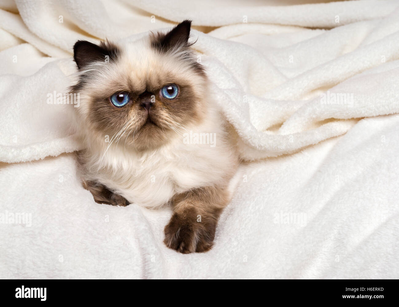 Chat Domestique Persan Blanc Aux Yeux Bleus Banque De Photographies Et D Images A Haute Resolution Alamy