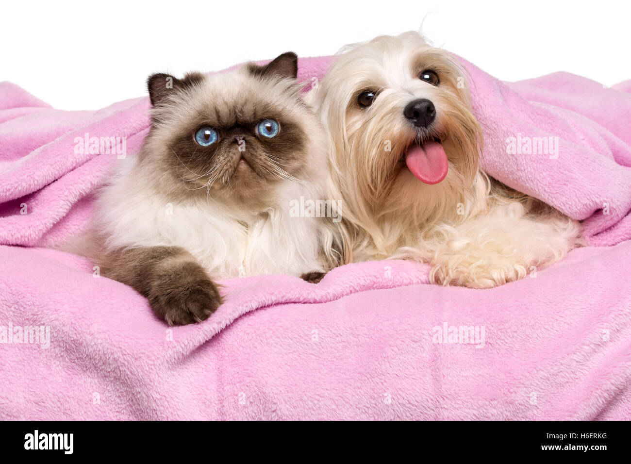 Jeune chat persan et un chien Bichon havanais heureux allongé sur un couvre-lit Banque D'Images