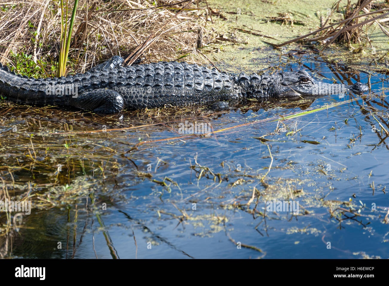 Alligator reposant le long d'une rive marécageuse à Ponte Vedra Beach, Floride, USA. Banque D'Images