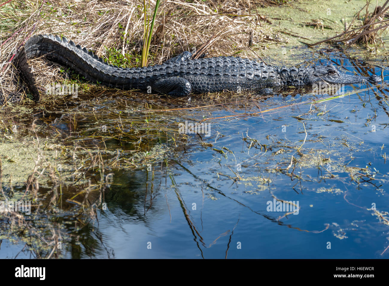 Alligator reposant le long d'une rive marécageuse à Ponte Vedra Beach, Floride, USA. Banque D'Images