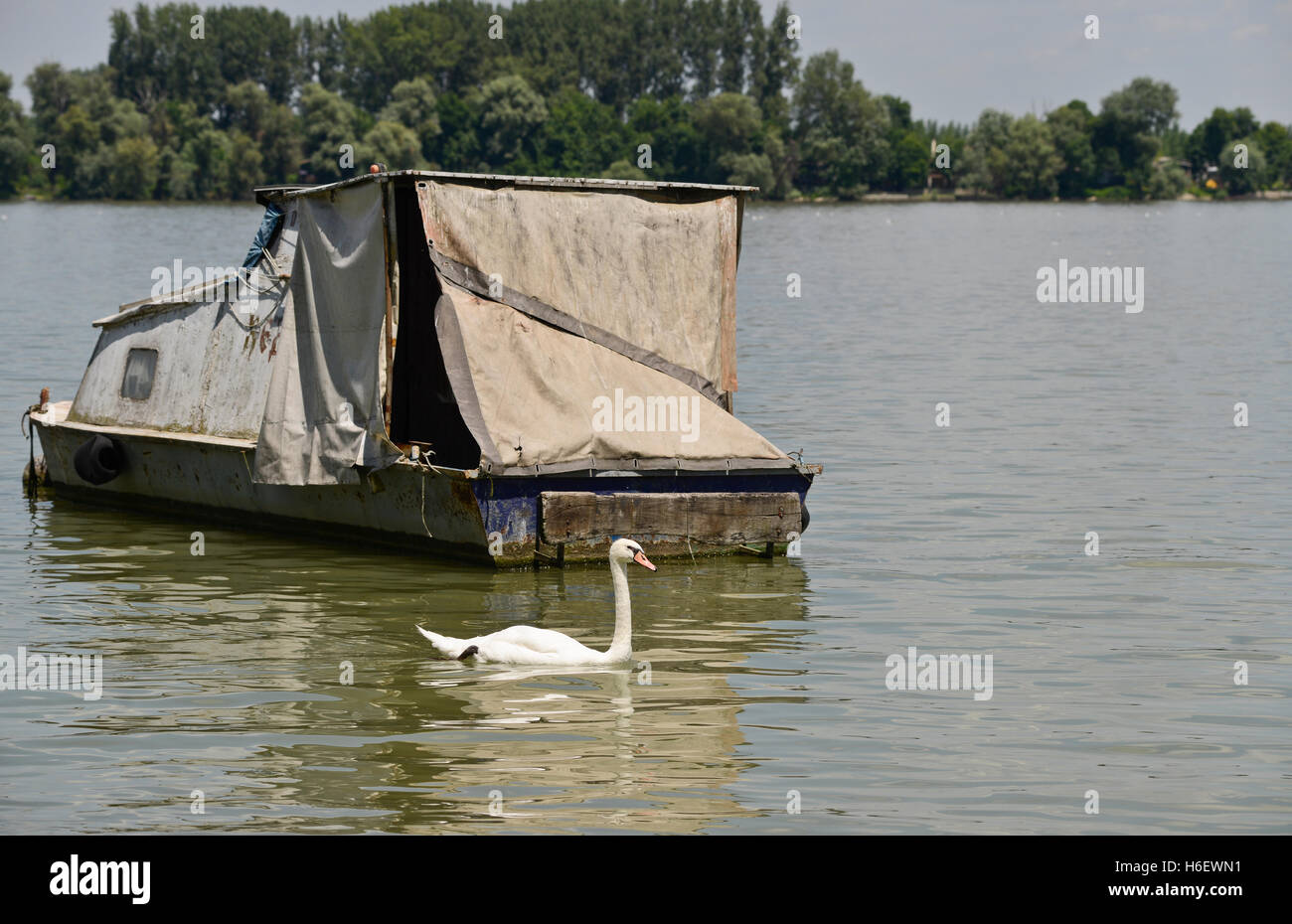 Un livre blanc Cygne tuberculé (Cygnus olor) à côté d'un bateau dans la rivière Sava, Belgrade, Serbie Banque D'Images
