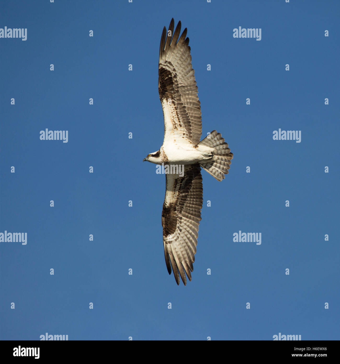 Osprey (Pandion haliaetus carolinensis) en vol avec des ailes étirées dans un ciel bleu clair Banque D'Images