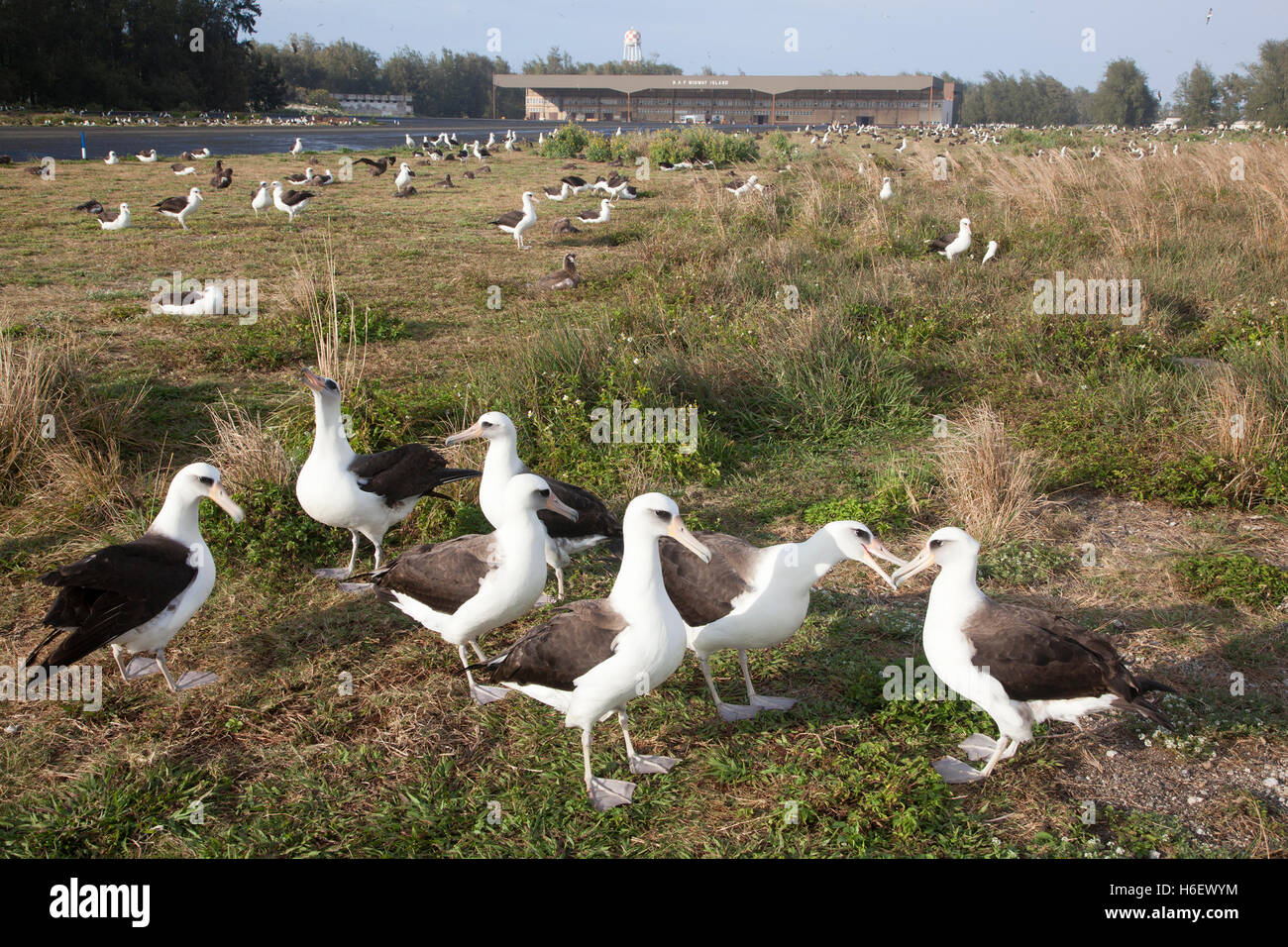 Les albatros de Laysan courrant dans une colonie de reproduction près de l'ancienne installation aérienne navale du hangar de l'île Midway, dans le monument national marin de Papahanaumokuakea Banque D'Images