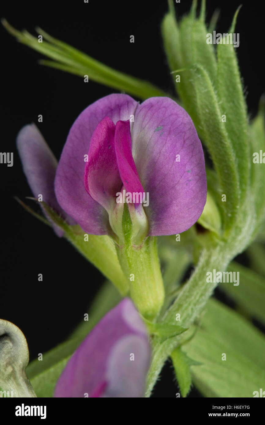Magenta pourpre, fleur d'une vesce commune, Vicia sativa, Banque D'Images