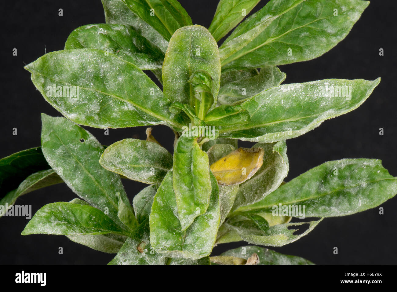 Le développement de l'oïdium sur les feuilles de sweet william, Dianthus barbatus, Berkshire, octobre Banque D'Images