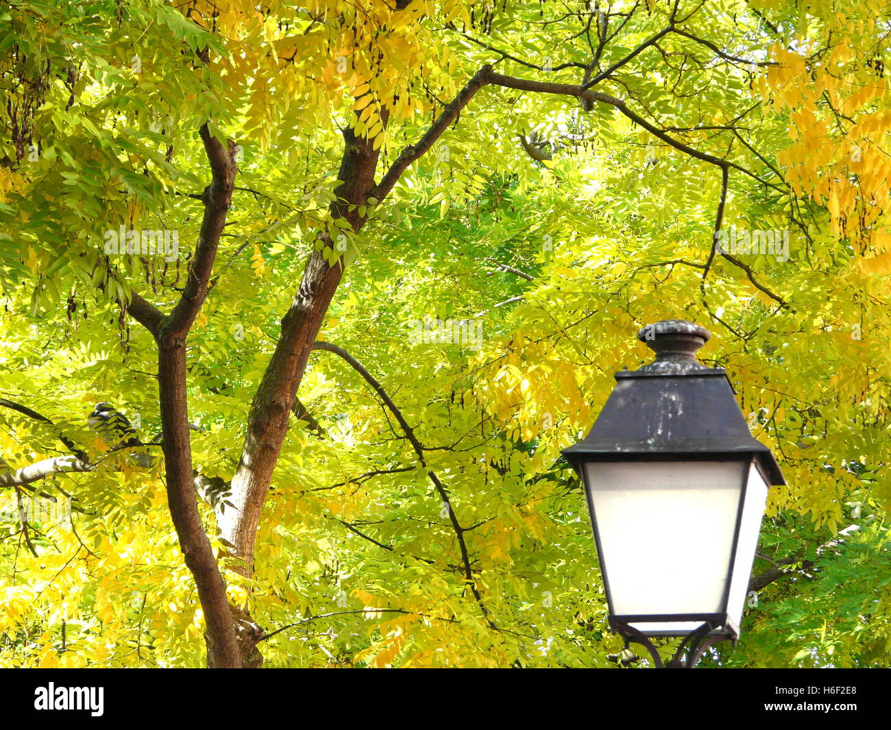 Réverbère élégant en ville européenne rue sous les arbres colorés à l'automne. Humeur d'automne, les couleurs du printemps. Paris, France Banque D'Images