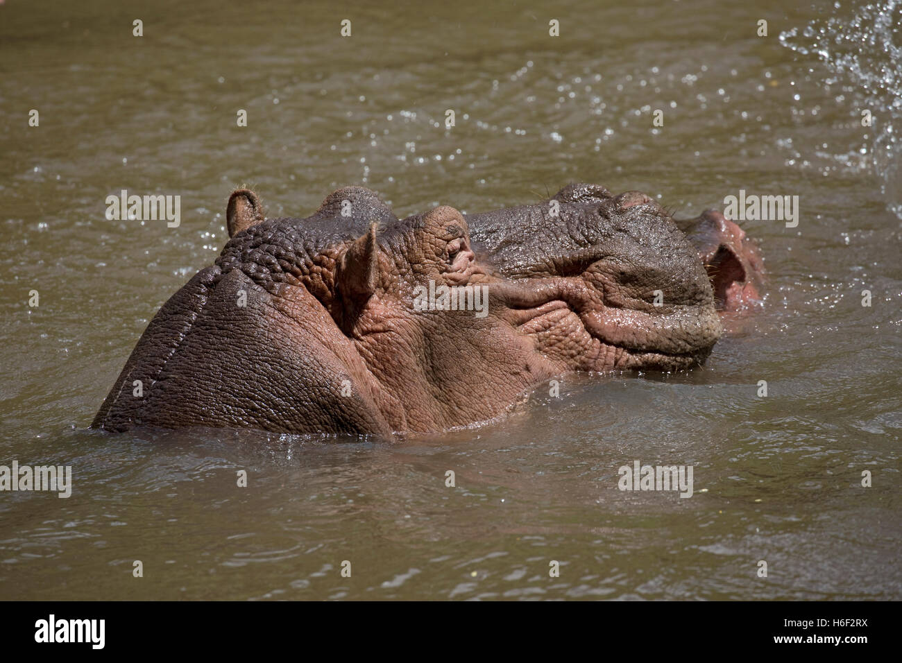 Close up de la tête d'Hippo dans le Parc National de Meru, Kenya Banque D'Images