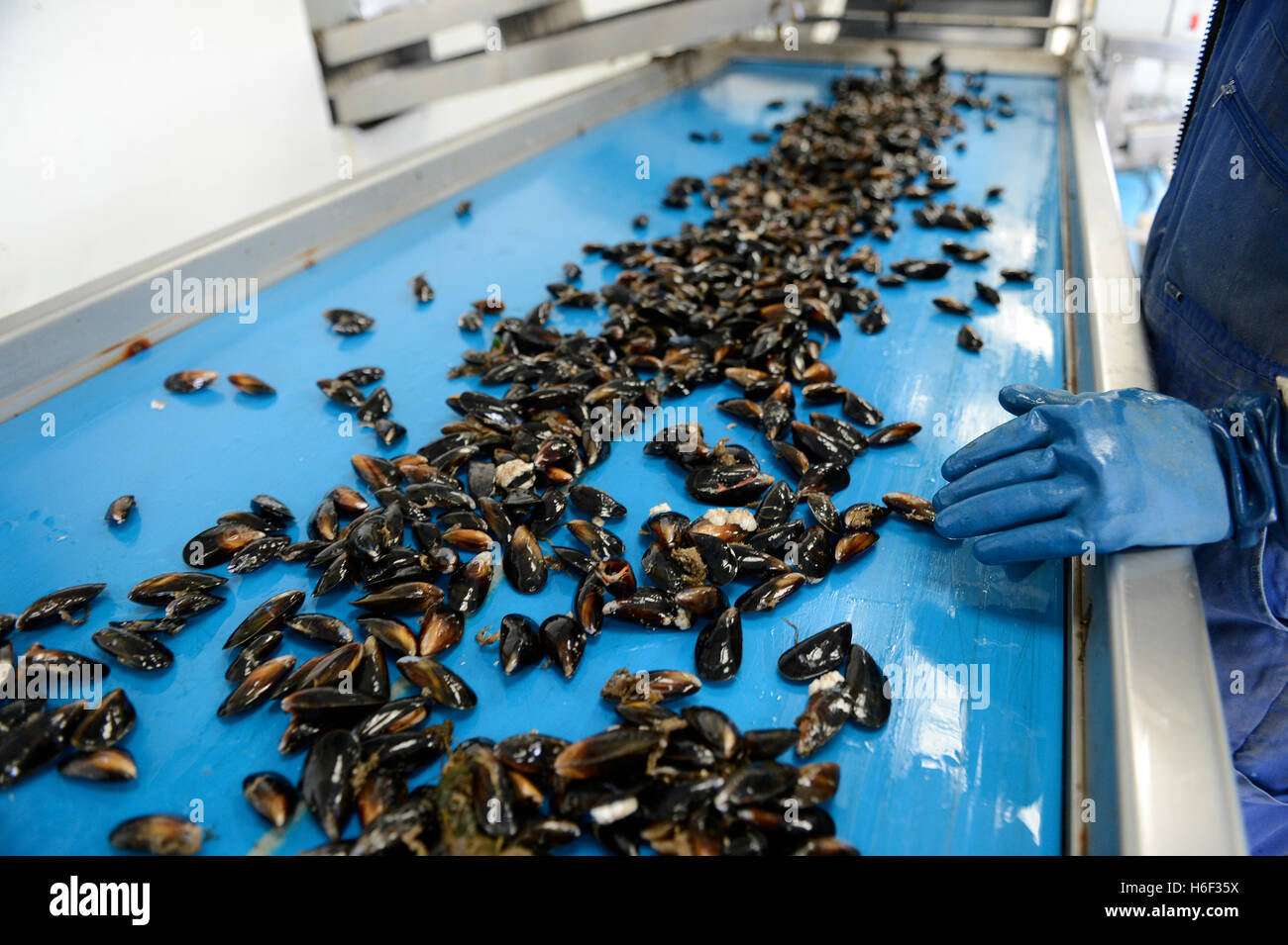 Moules à la mer du nord à Banque de photographies et d’images à haute — free download