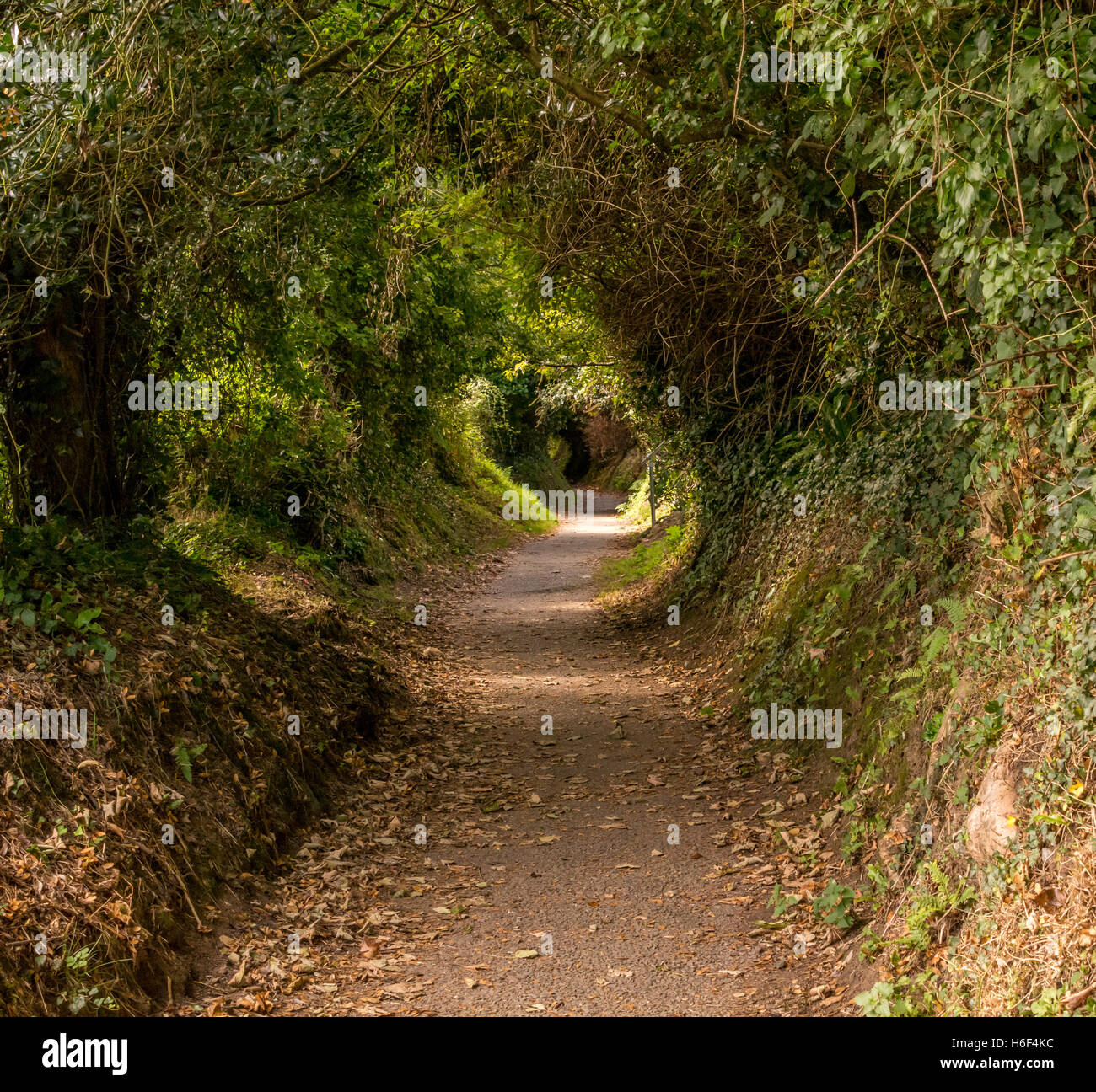 Tunnel d'arbres sur le chemin côtier de Cornouailles looe entre Polperro et Banque D'Images