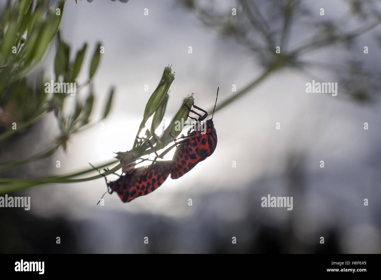 Striped-Bug Graphosoma lineatum (italien) Banque D'Images
