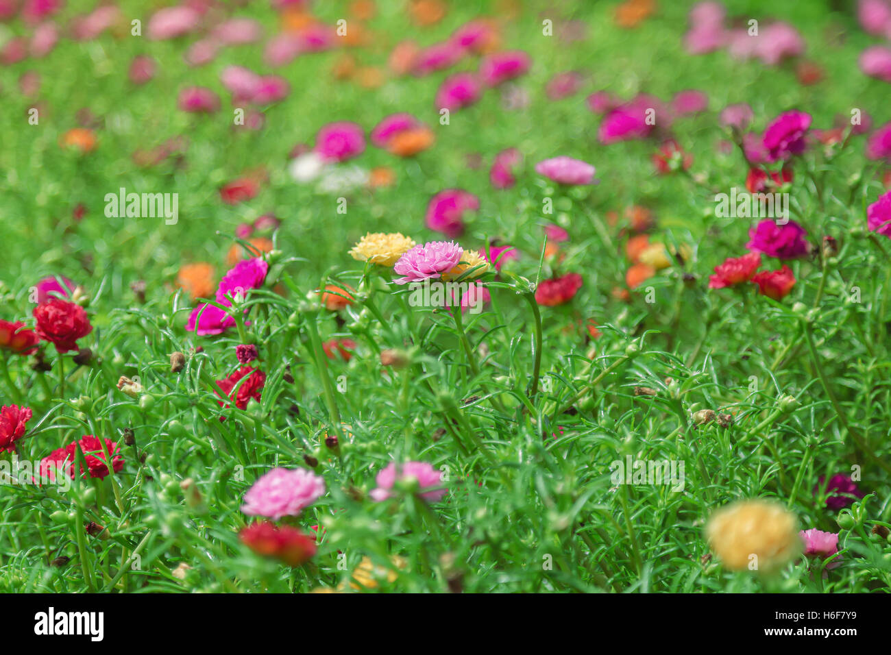 Purple flower grandiflora Portulaca oleracea dans un jardin Banque D'Images