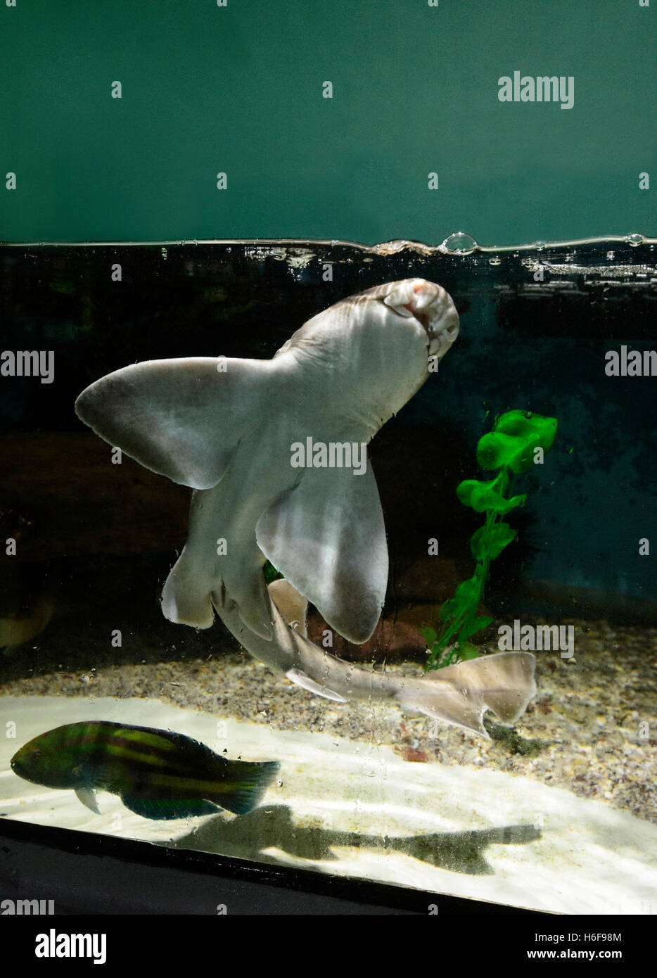 Port Jackson Heterodontus portusjacksoni (Requin), Aquarium de Merrimbula, Sapphire Coast, New South Wales, NSW, Australie Banque D'Images
