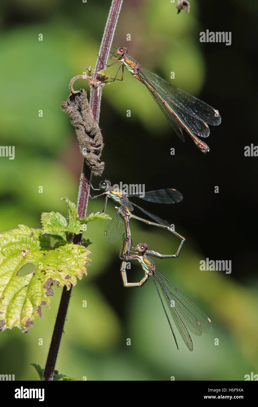 Willow Emerald (Lestes viridis) Demoiselle paire adultes, l'accouplement en position 'wheel' avec deuxième femme Norfolk, septembre Banque D'Images