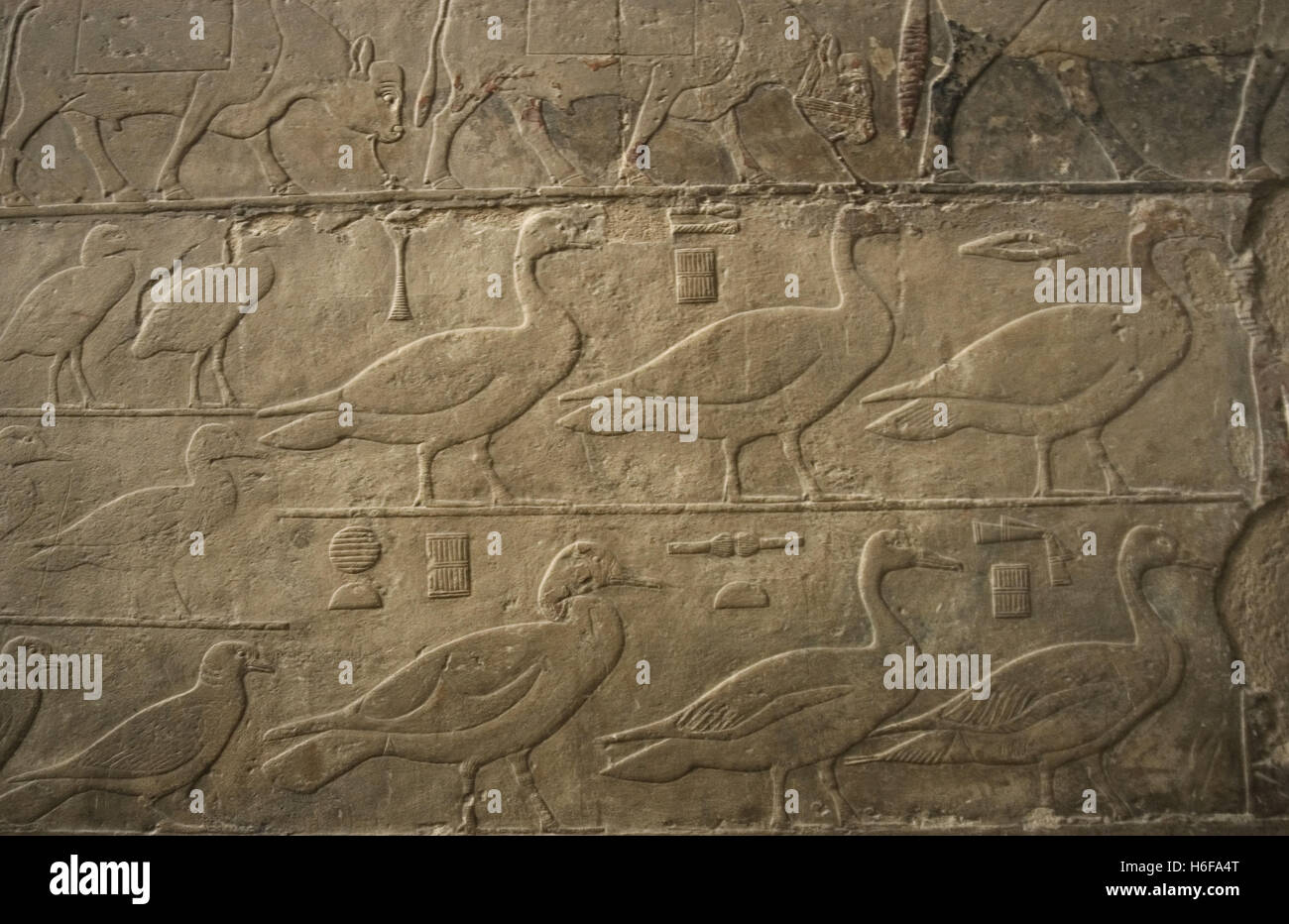 L'Égypte. Saqqara. Mastaba de Ti. Ca. 2400 AV 5e dynastie. Vieux Royaume. Relief représentant des canards et oiseaux. Banque D'Images