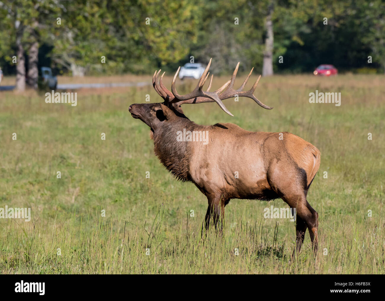 Les Wapitis majestueux et de trafic au cours du rut dans le site Cataloochee Banque D'Images